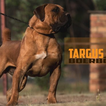 Targus-Bom-Boel-@-30-months-Best-103