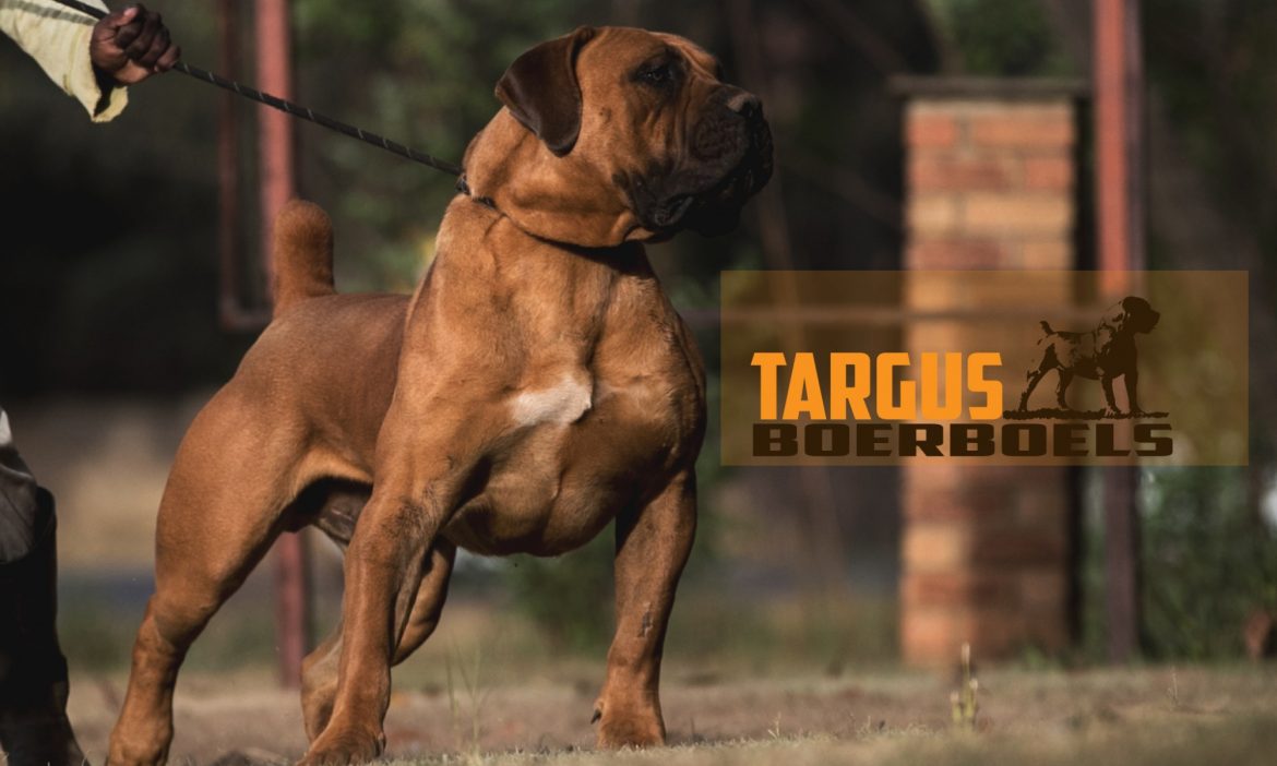 Targus-Bom-Boel-@-30-months-Best-103